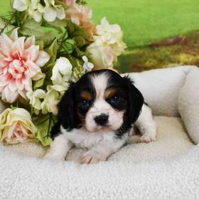 Cavalier King Charles Spaniel