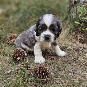 Cocker Spaniel